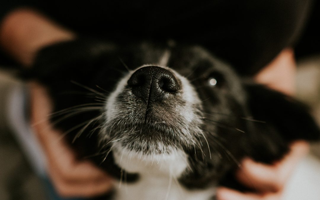 Dog's Nose