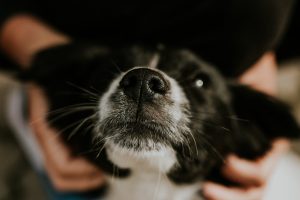 Dog's Nose